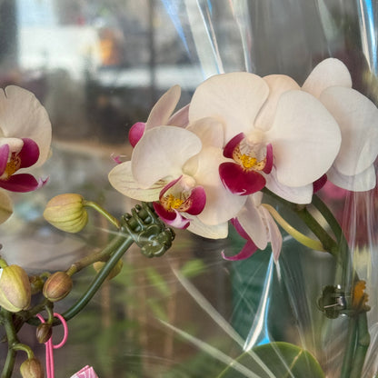 Heart Orchid - 1