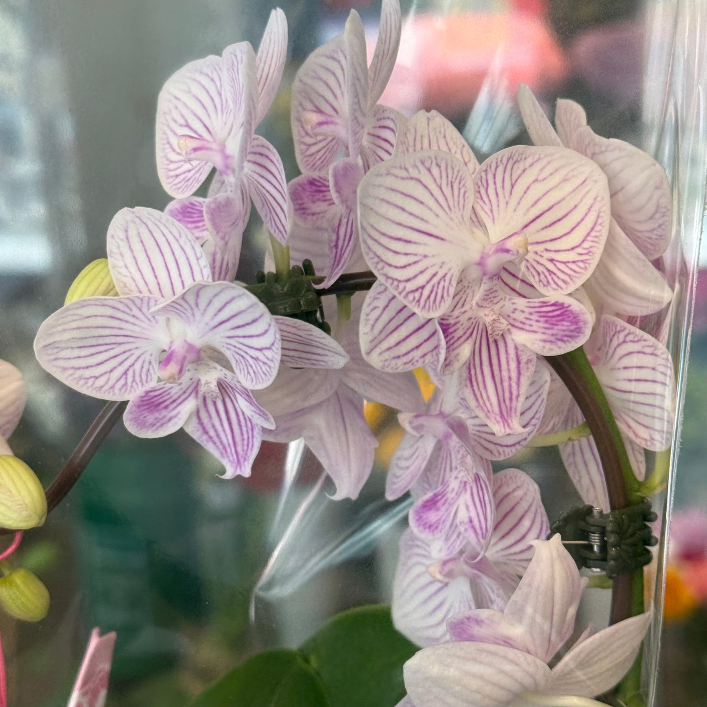 Heart Orchid -7