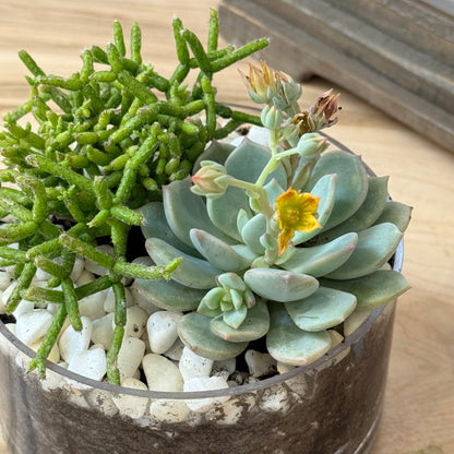 Mini Succulent Garden