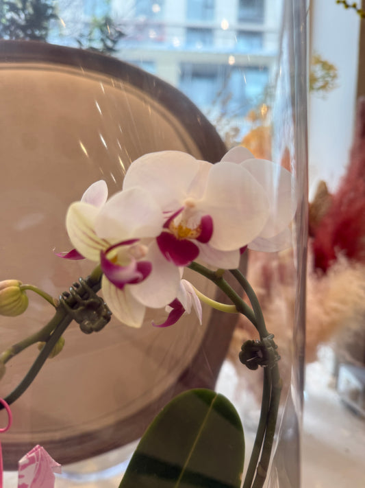 Heart Orchid - 1