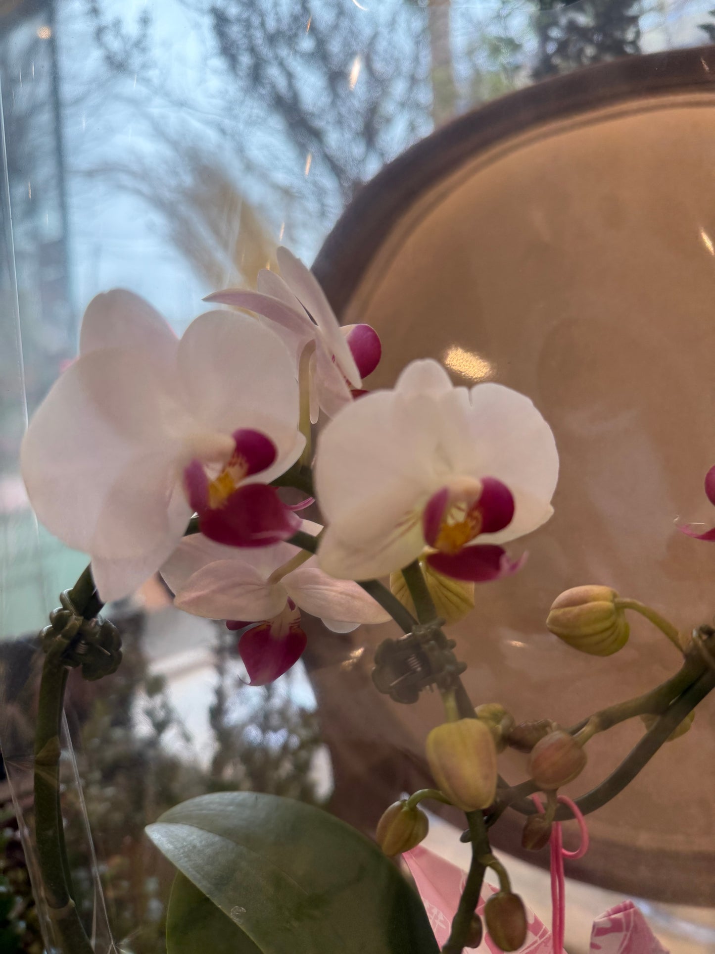 Heart Orchid - 1