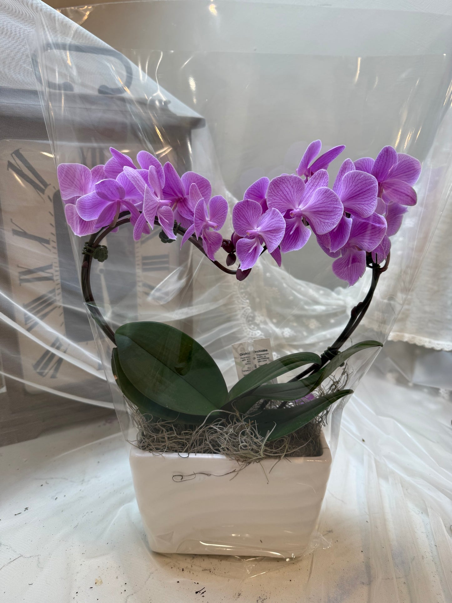 Violet Charm – Orchid Arrangement