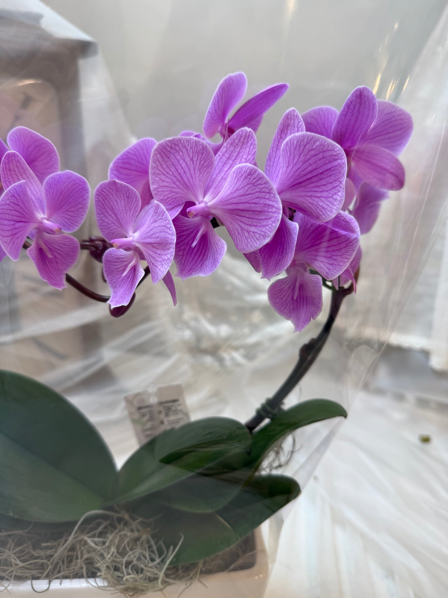 Violet Charm – Orchid Arrangement