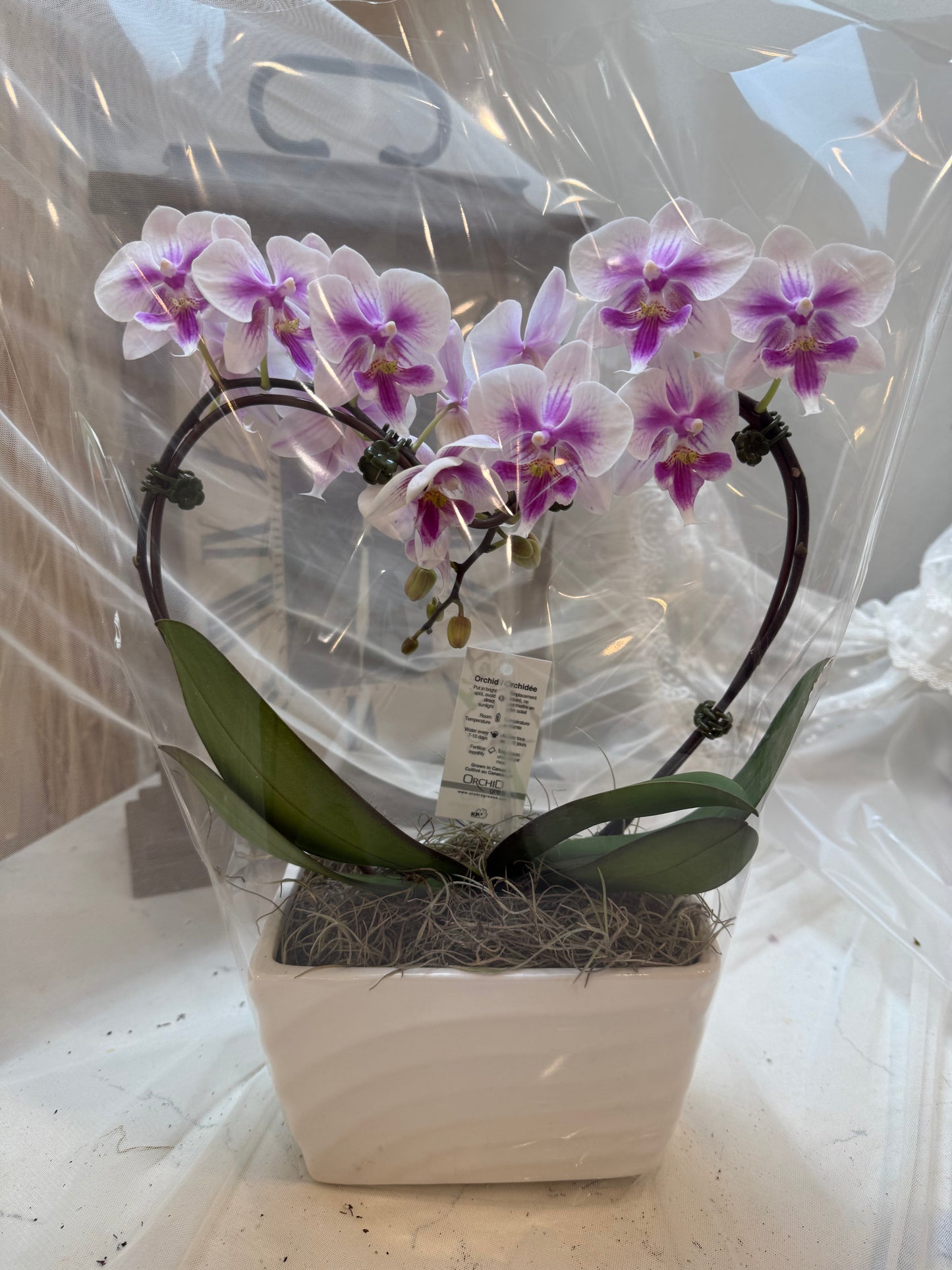Purple Butterfly – Mini Orchid Arrangement