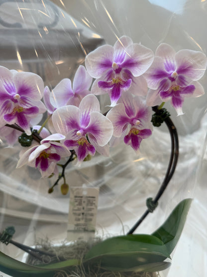 Purple Butterfly – Mini Orchid Arrangement