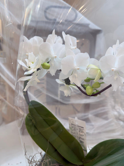 White Elegance