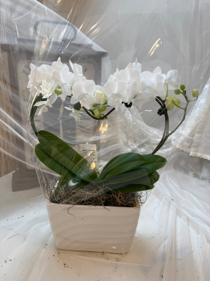 White Elegance