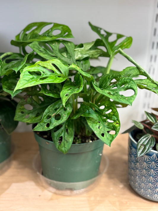Monstera Adansonii-Swiss Cheese Vine 6"