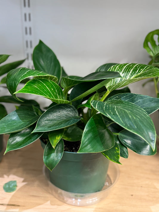 Philodendron Birkin 6"