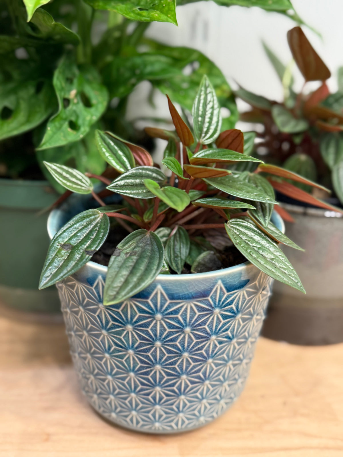 Peperomia Rosso 4"