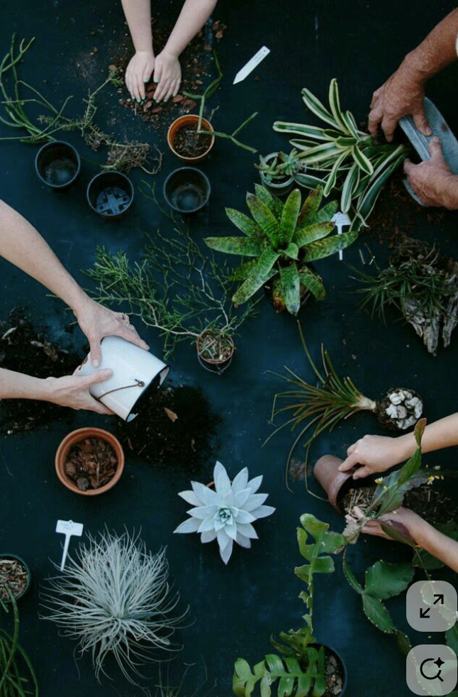 Senior Class : A Living Table Garden
