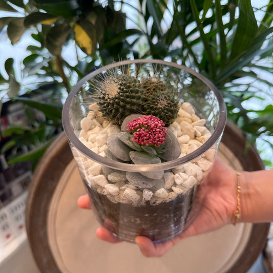 Pink Prickle