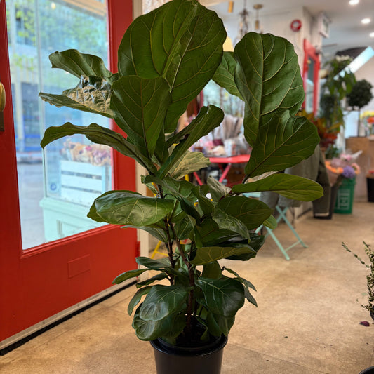 Fiddle-leaf fig