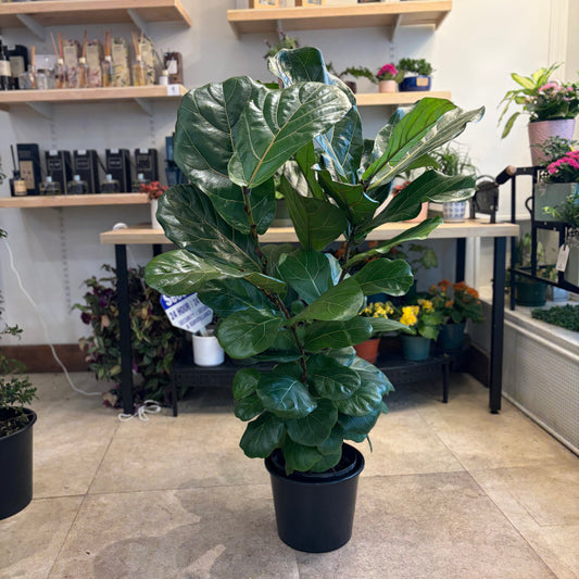 Fiddle-leaf fig
