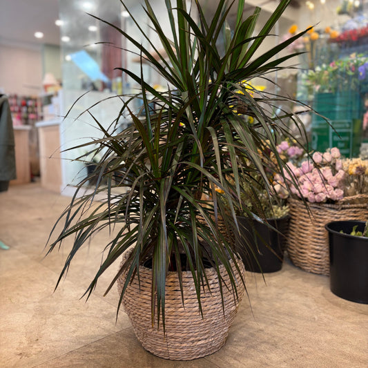 Dracaena marginata
