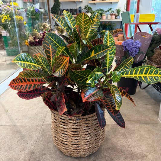 Garden Croton