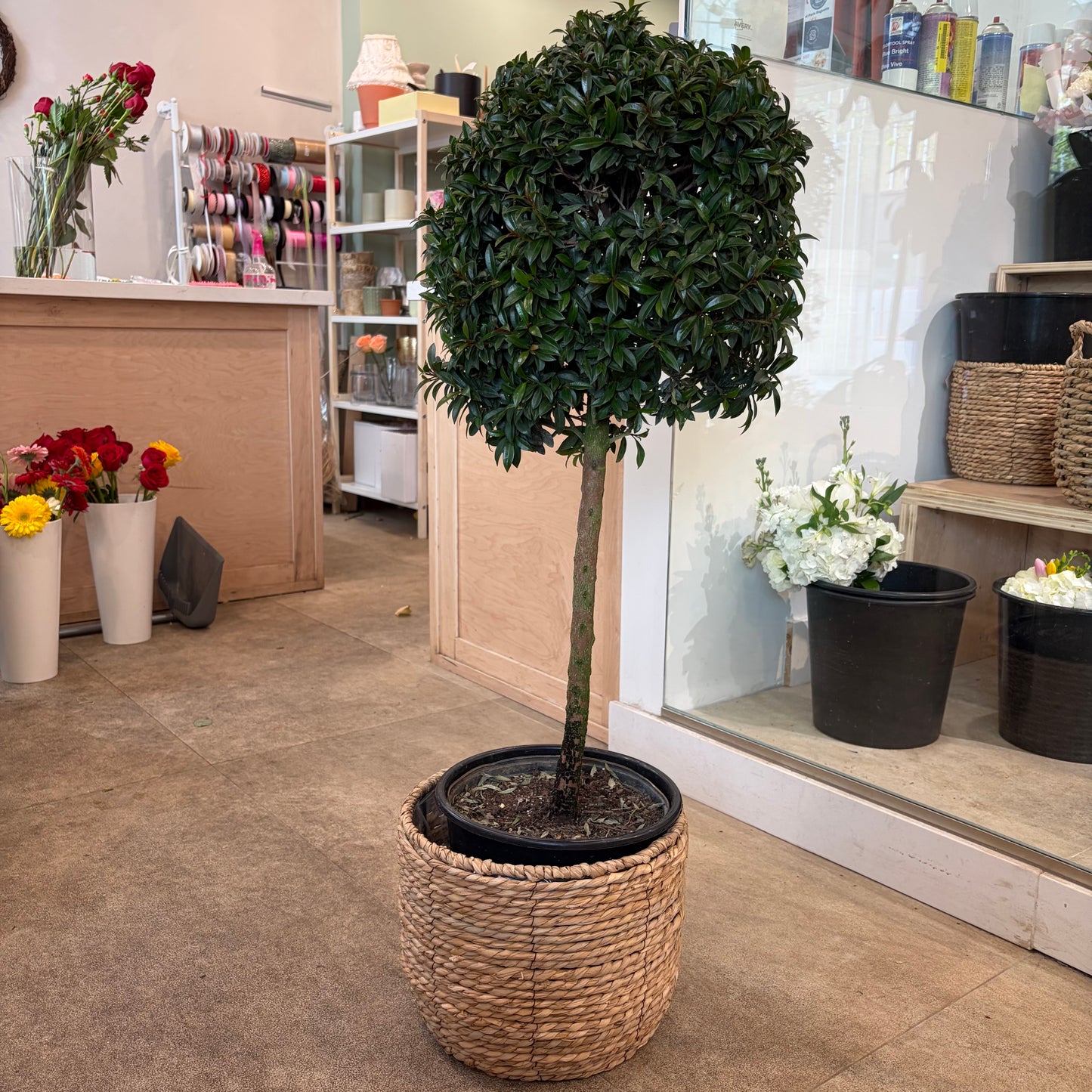 Eugenia Topiary (Small)
