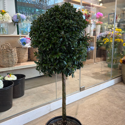 Eugenia Topiary (Small)