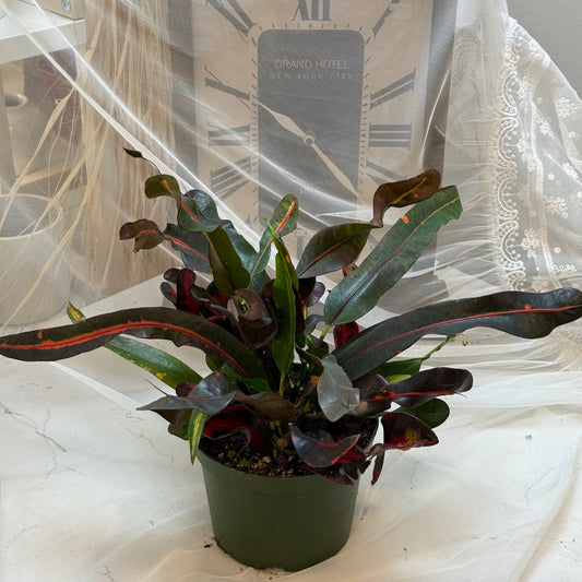 Croton Mamey(6")