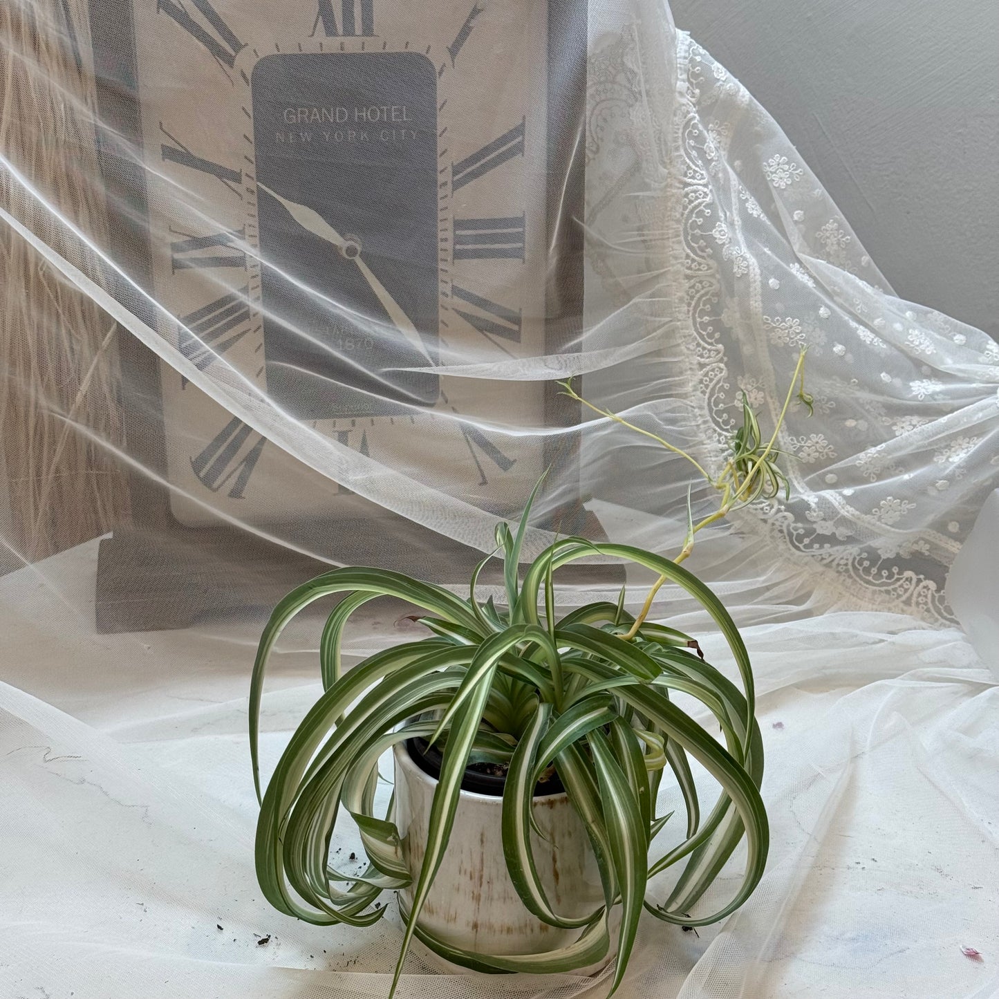 Spider Plant(4")