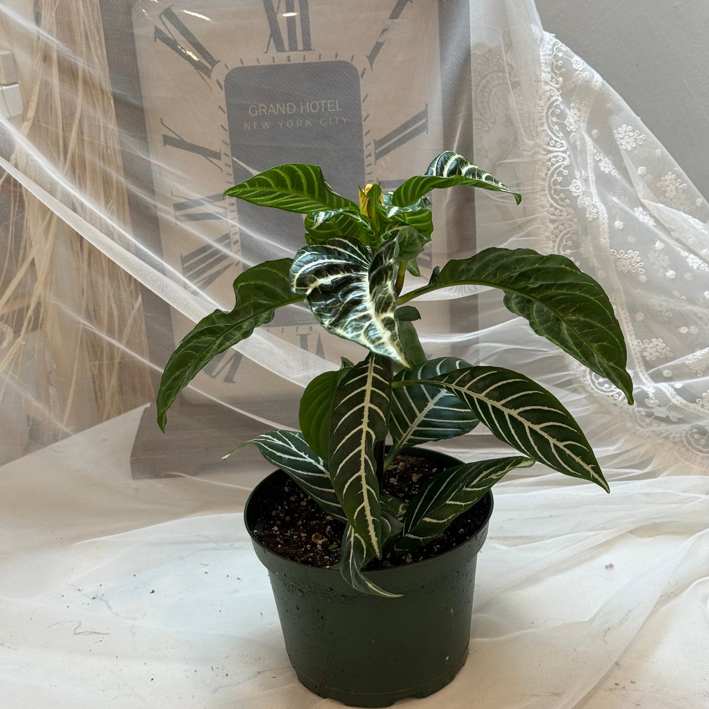 Aphelandra(6")