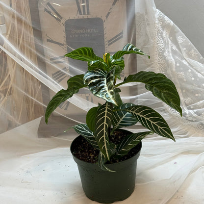 Aphelandra(6")