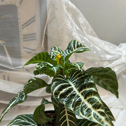 Aphelandra(6")