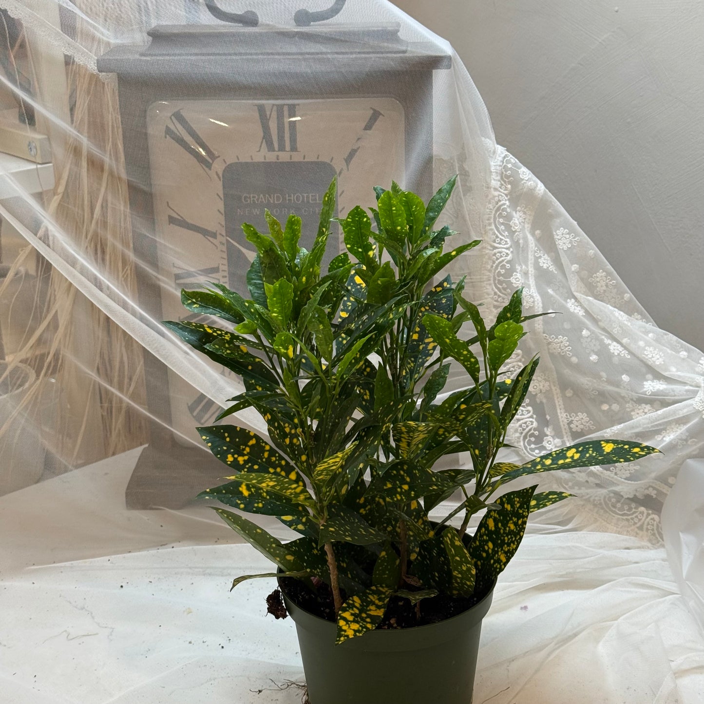 Gold Dust Croton (6")