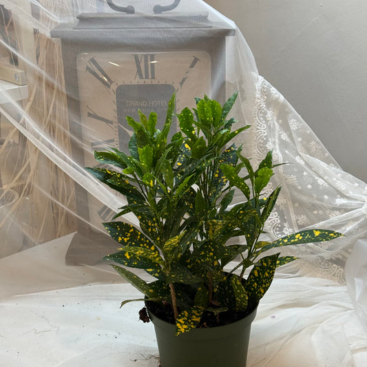 Gold Dust Croton (6")