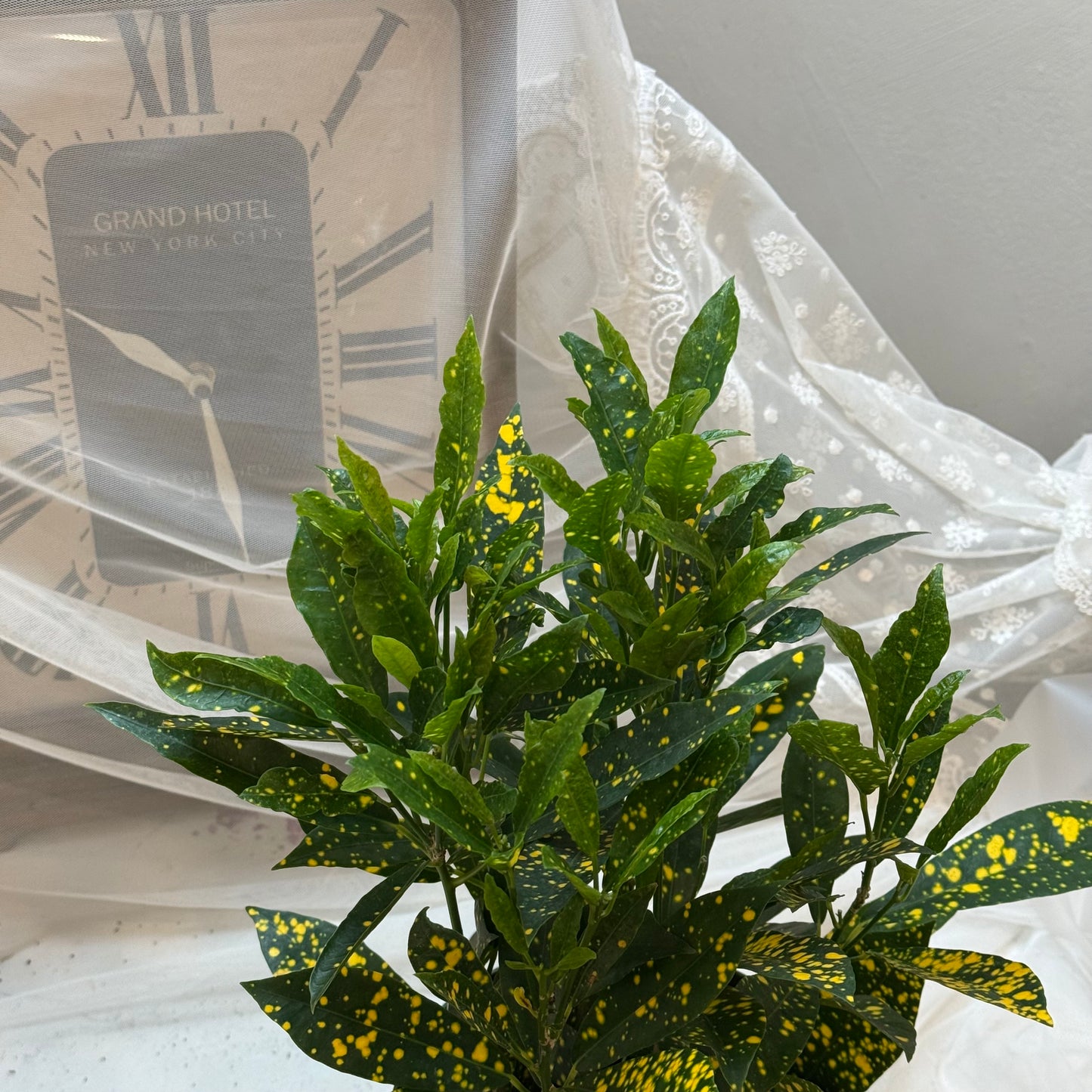 Gold Dust Croton (6")