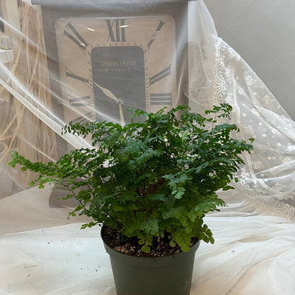 Maidenhair Fern (6")