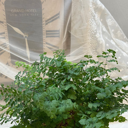 Maidenhair Fern (6")