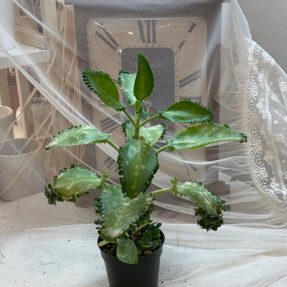 Mother of Thousands (4")