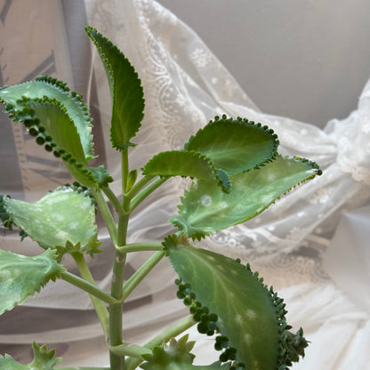 Mother of Thousands (4")