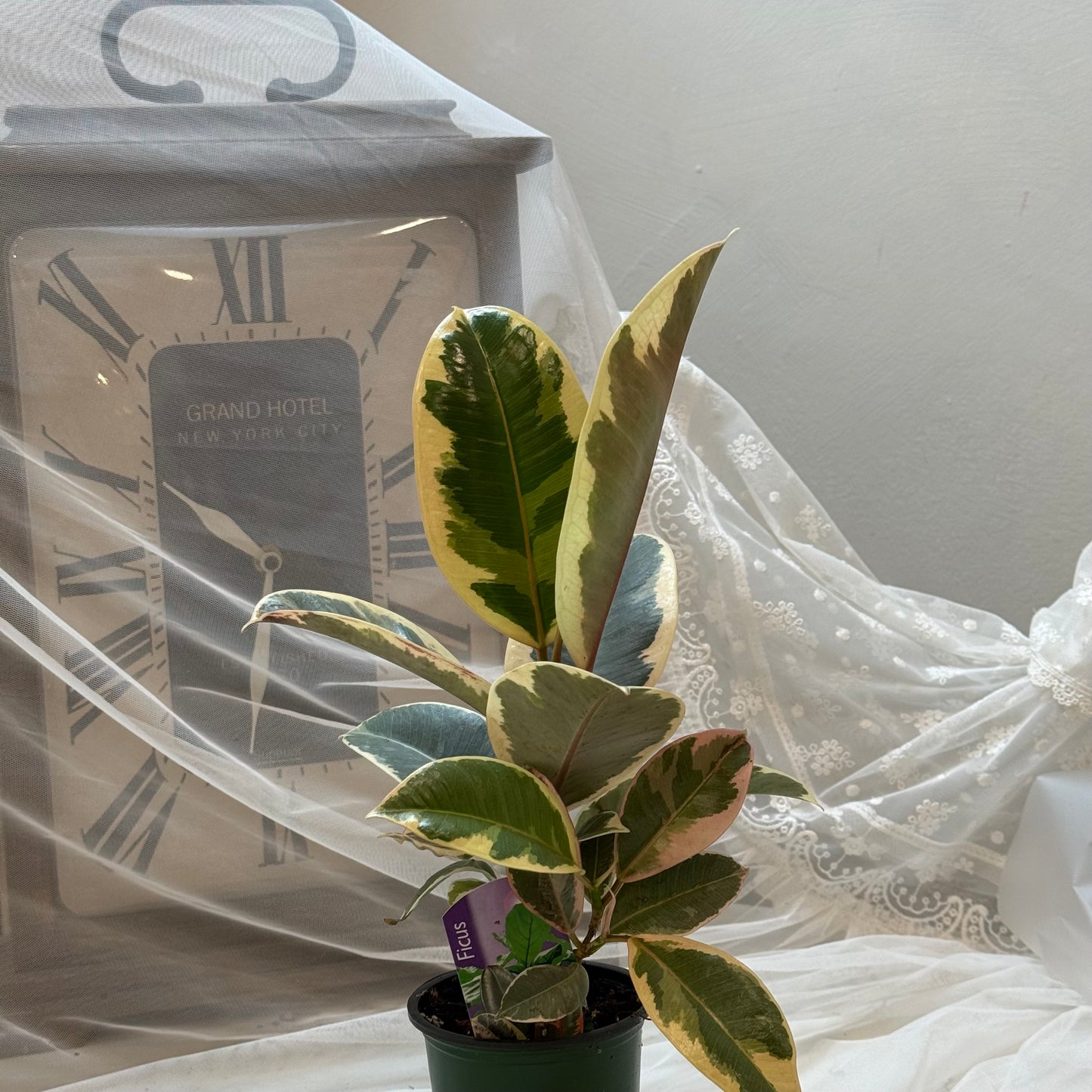Ficus Tineke – Variegated Rubber Plant (4”)