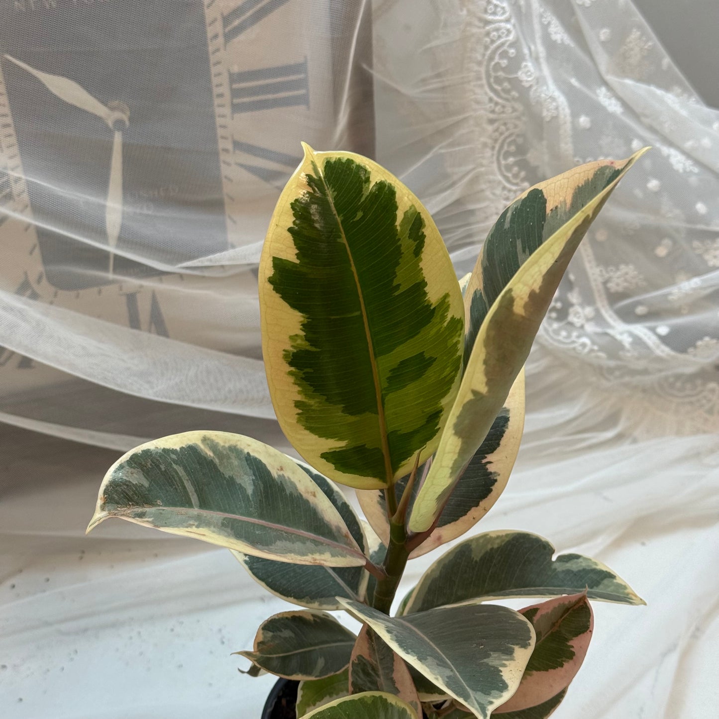 Ficus Tineke – Variegated Rubber Plant (4”)