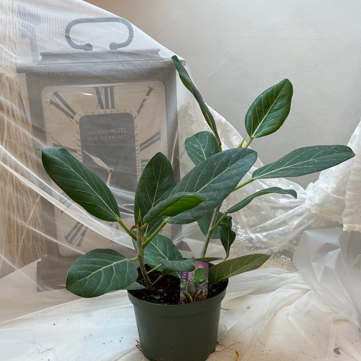 Ficus Audrey (6")