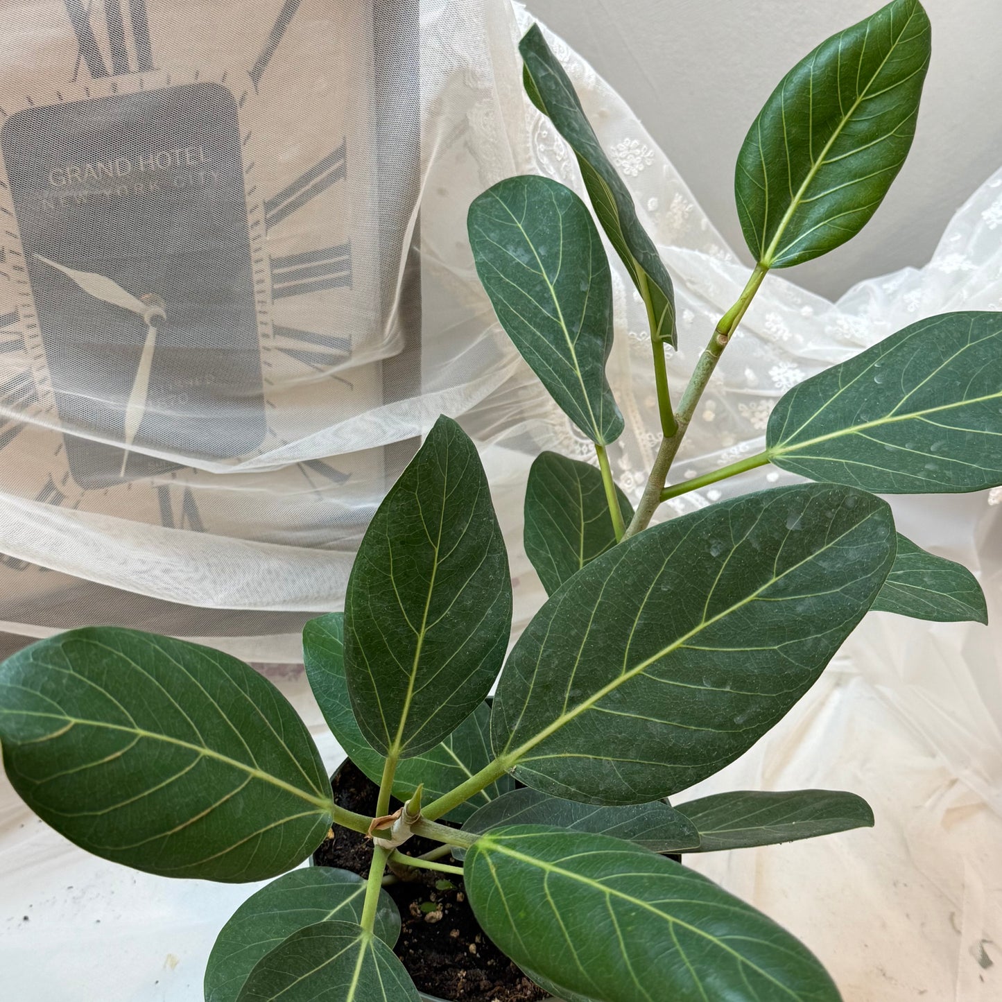 Ficus Audrey (6")