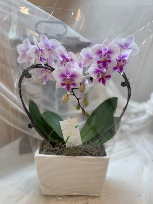 Heart Orchid - 1