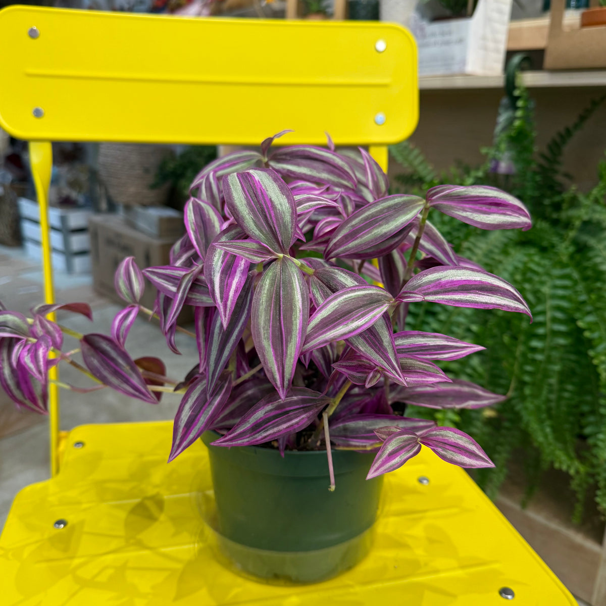 Tradescantia Nanouk (6")