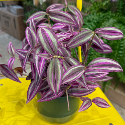 Tradescantia Nanouk (6")