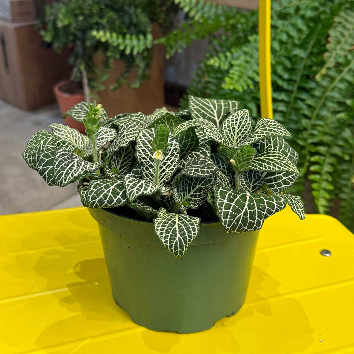 Indoor Plant34 (6")