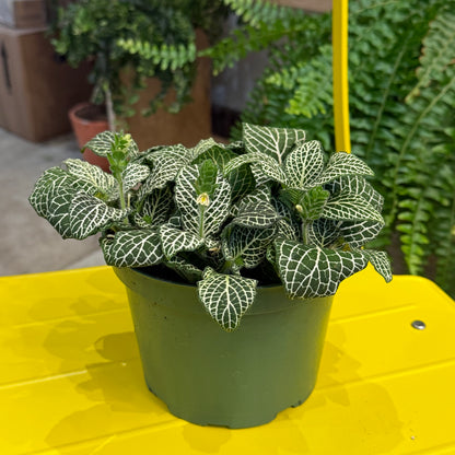 Indoor Plant34 (6")