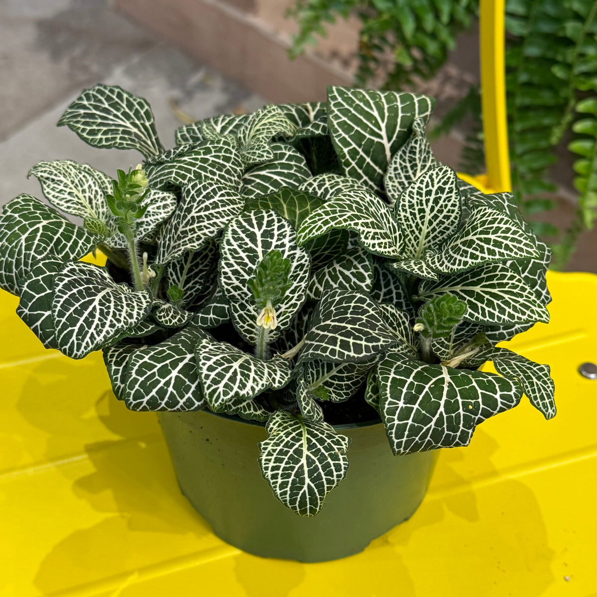 Indoor Plant34 (6")