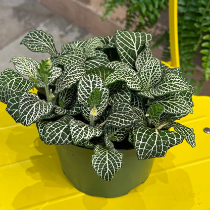 Indoor Plant34 (6")