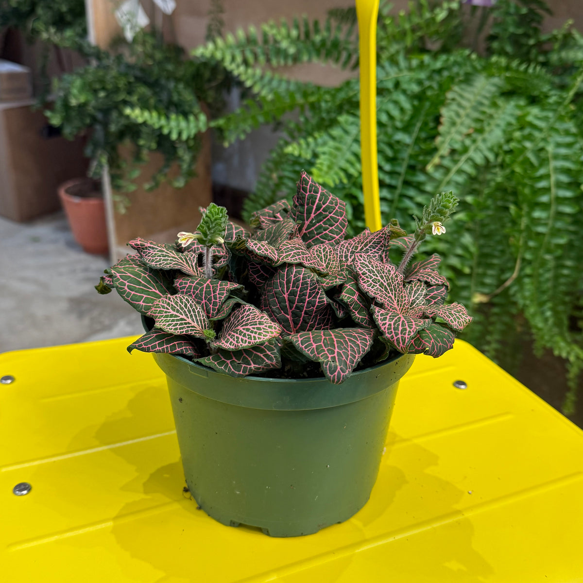 Indoor Plant35 (6")