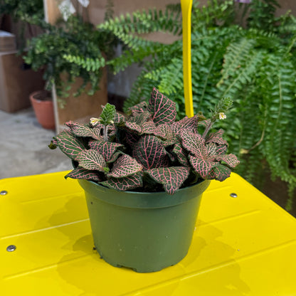 Indoor Plant35 (6")
