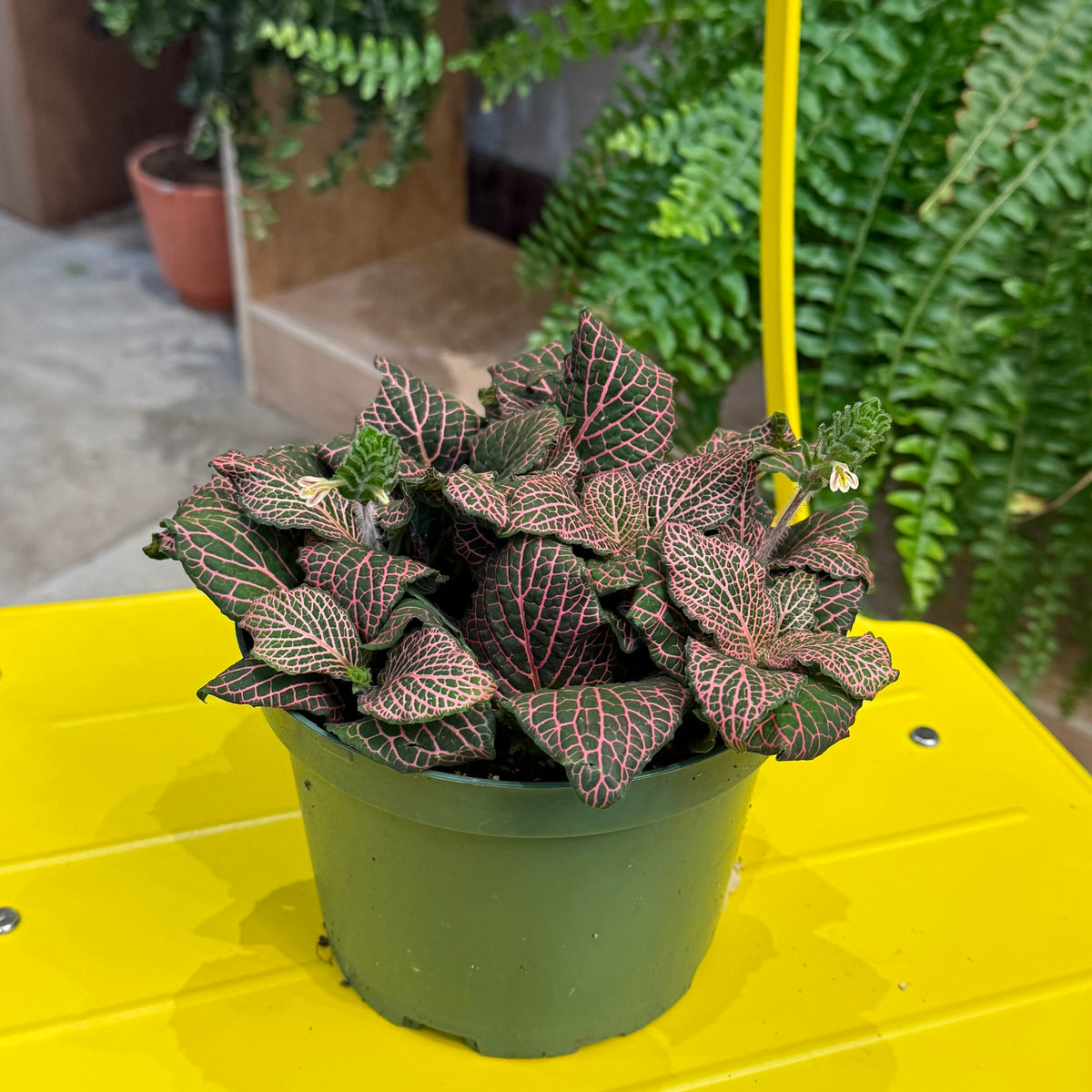 Indoor Plant35 (6")