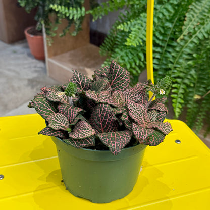 Indoor Plant35 (6")