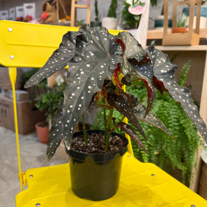 Indoor Plant33 (6")